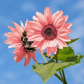 Nygardenia 50PCS Iris Tectorum Rose Sunflower Seeds - Non-GMO Heirloom Variety Pink Blooms