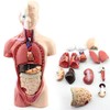 HAMModel Human Torso Anatomy Model – Removable Organs, Heart, Brain,