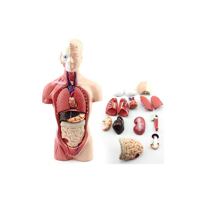 HAMModel Human Torso Anatomy Model – Removable Organs, Heart, Brain,
