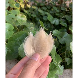 200 Pcs Small Skeleton Leaves Rubber Tree Natural Scrapbooking Craft DIY Card Wedding Small Leaves