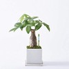 IPPINKA Sustee Aquameter, Bundle of 12, House Plant Soil Moisture
