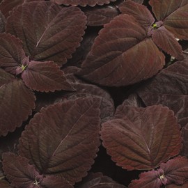 Outsidepride Coleus Dark Chocolate - 20 Seeds