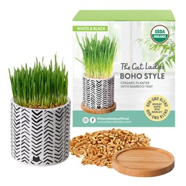 The Cat Ladies Cat Grass for Indoor Cats - Pet Grass Seeds Kit with Boho Planter and Bamboo Tray - Organic Nip, Catnip, Catgrass Plants for Planting and Growing
