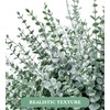 50 Pcs Eucalyptus Stems Artificial Eucalyptus Leaves,Fake Eucalyptus Plants