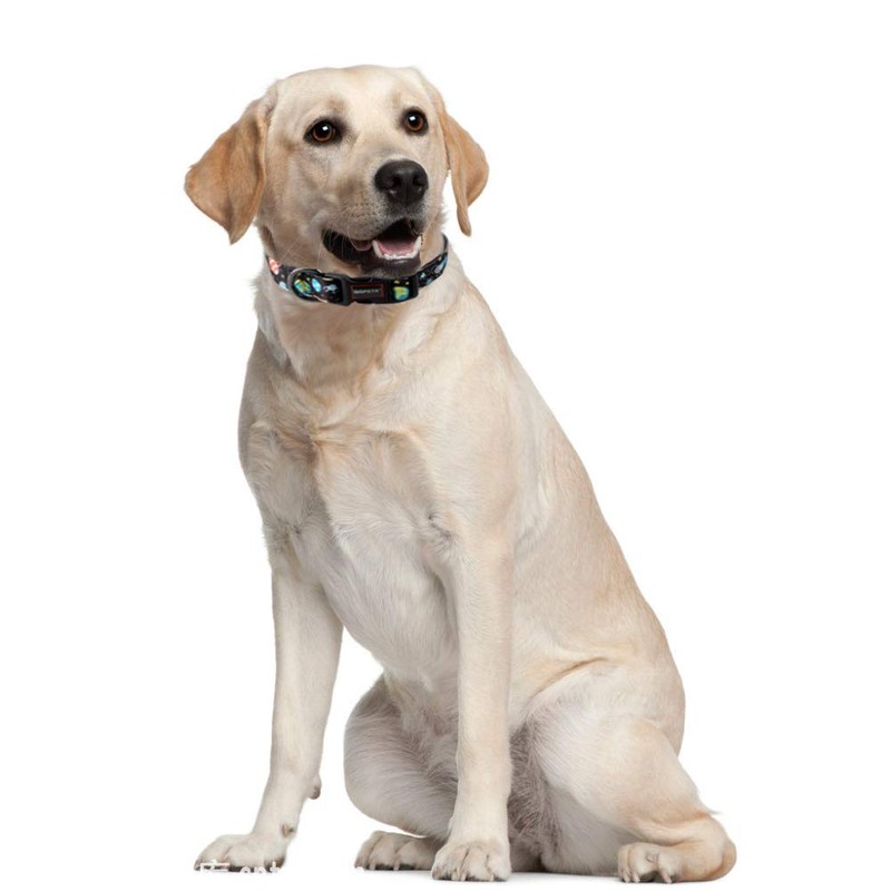 QQPETS Collar para perro personalizado cómodo ajustable collares para perros