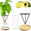 Avocado Tree Growing Kits Avocado Growing Vase Wooden Base Avocado