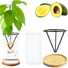 Avocado Tree Growing Kits Avocado Growing Vase Wooden Base Avocado Seed Starter Vase Glass Plant Pot Easy Seed Sprout Starter Gift for Women Gardening Lovers Gift Home Office Table Decoration (Black)