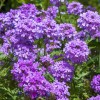 Prairie Verbena seeds (Glandularia bipinnatifida) -50 seeds-