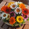 Outsidepride Gazania New Day Mix - 100 Seeds