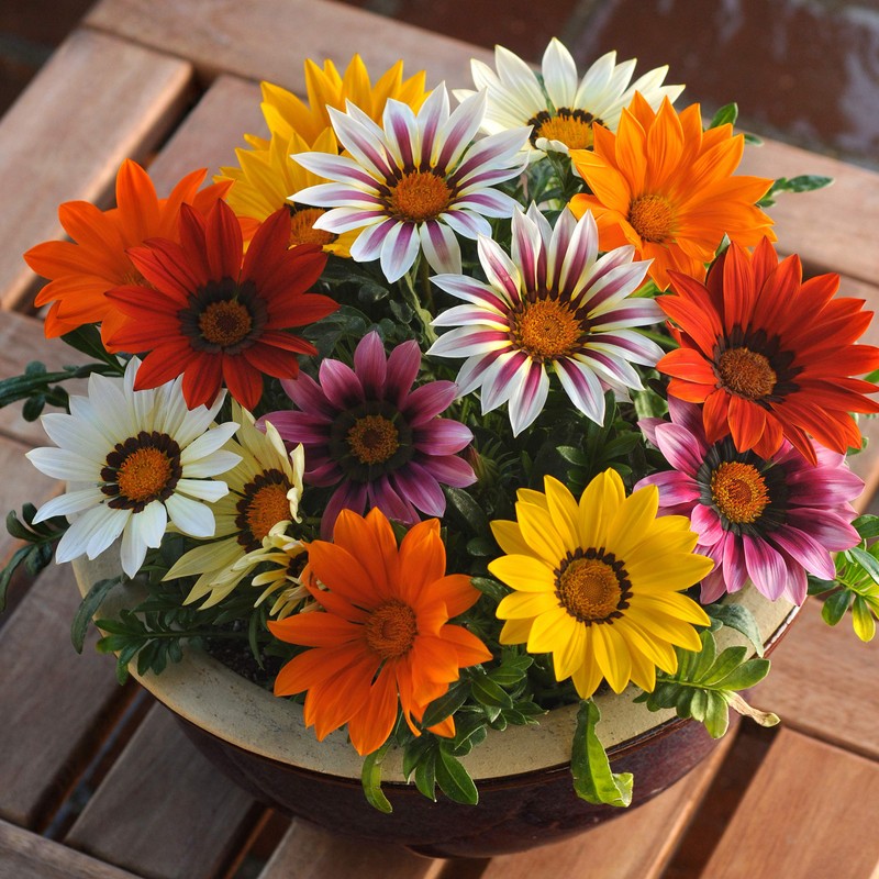 Outsidepride Gazania New Day Mix - 100 Seeds