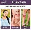 Absolei Plantain Ointment, Natural Ointment for Itching, Rashes and Itchy