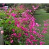 HOPE'S GARDEN Coral Vine Antigonon leptopus~~SMAL