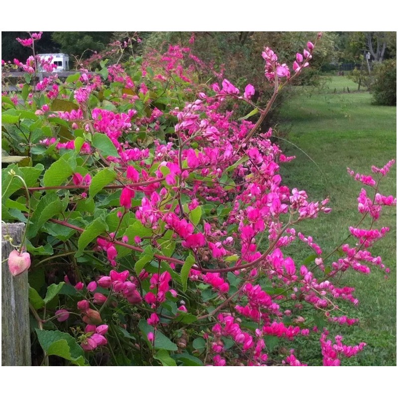 HOPE'S GARDEN Coral Vine Antigonon leptopus~~SMAL