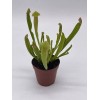 Florida House Plants Sweet Pitcher Plant, Carnivorous Plant, Sarracenia rubra