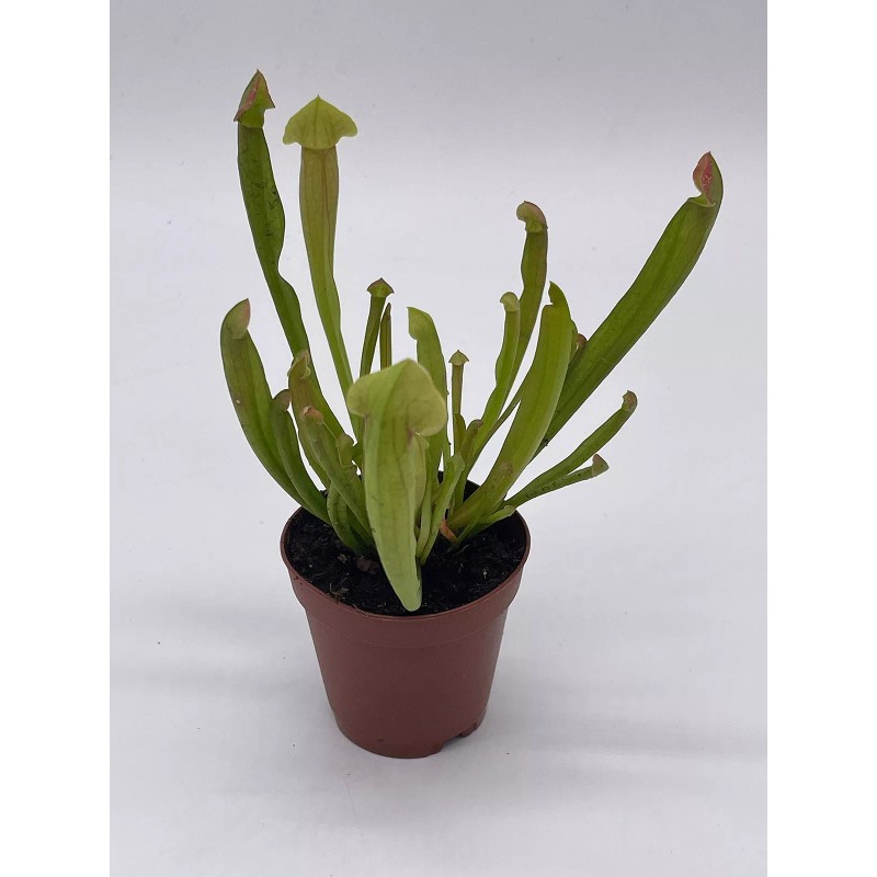 Florida House Plants Sweet Pitcher Plant, Carnivorous Plant, Sarracenia rubra