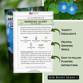 Sow Right Seeds - Heavenly Blue Morning Glory Seeds for Planting - Non-GMO Heirloom Packet with instructions to Grow - Perennial Vining Variety with Delicate Blue Blooms - Beautiful Trailing Decor (1)