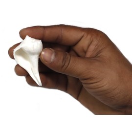 ASHIRWAD Dakshinavarti Small Shankh for Ring and Locket Chain (2.0 inch)