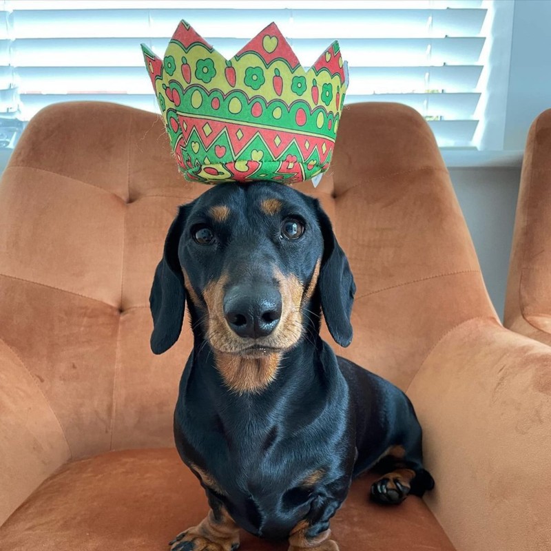 WufWuf Rabbit in the Egg Shell | Easter Themed Squeaky