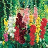 200 Hollyhock Flower Seeds Chater’s Double Mix Alcea Rosea