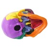 EVOTECH SCIENTIFIC Mini Human Skull Model, Didactic 15 Parts Palm-Sized