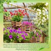 Romooa 4 Pcs Wooden Orchid Baskets with Hangers for Outdoor
