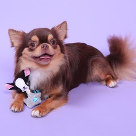 PET LONDON Chihuahua Character Tiny Dog Toy - Teacup Breed Plush Squeaky Dog Toy for Long & Short Hair Chihuahua Puppy & Adults