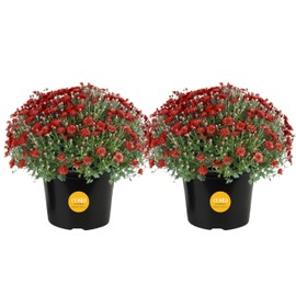 Costa Farms Live Plants – Fall Mums 2-Pack (Red) in Grow Pots | 3 Qt. Seasonal Houseplants & Outdoor Flowers for Porch, Patio, or Garden | Ships in Bud Form for Longer Bloom