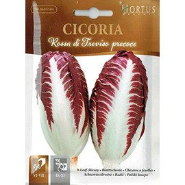 HORTUS Seeds: Art 1901 Leaf Chicory Treviso Precoche