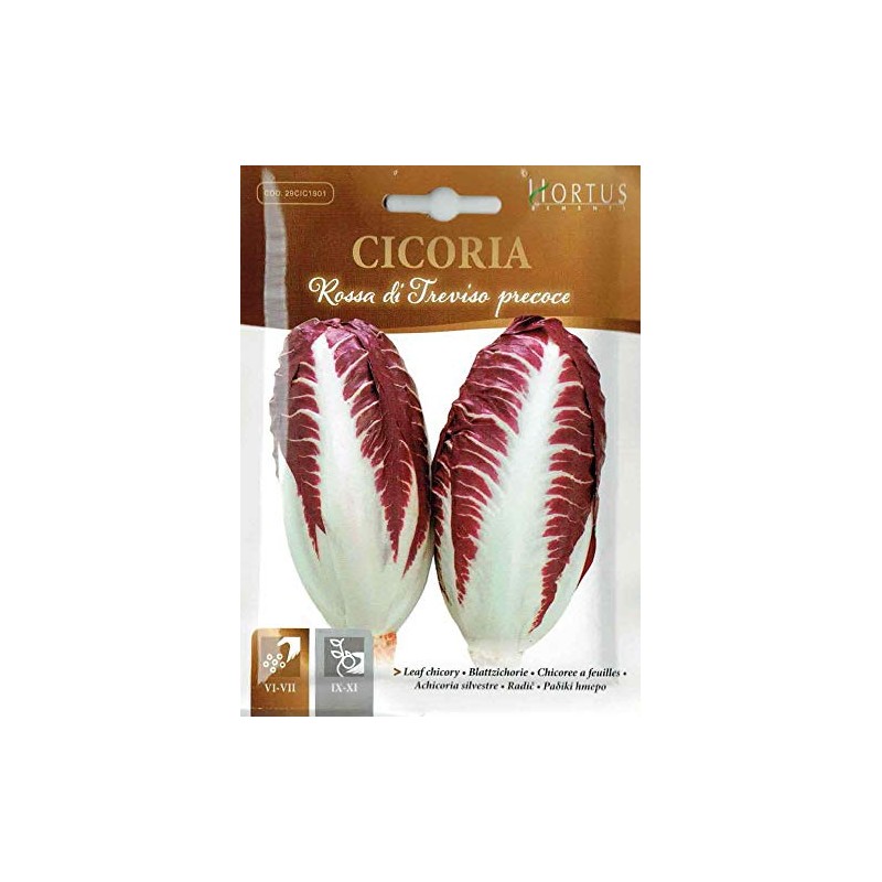 HORTUS Seeds: Art 1901 Leaf Chicory Treviso Precoche