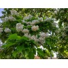 CZ GRAIN 50 Catalpa Tree Seeds for Planting Grow Stunning