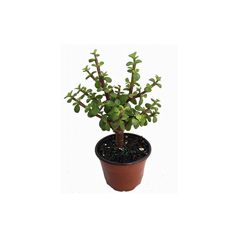 Mini Jade Plant - Portulacaria afra - 4.5" Pot
