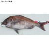 Taka Sangyo V-135 Escargot Measure
