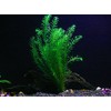 Anacharis and Hornwort Bundle for Ponds and Aquariums