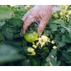 Disposable Polyethylene Plastic Gloves for Food handling, Cleaning, Cooking, Food