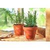 SeedsUA - Seeds Rosemary for Planting Non GMO Heirloom