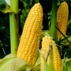 TomorrowSeeds Honey Select Triple Sweet Corn Seeds | AAS Winner