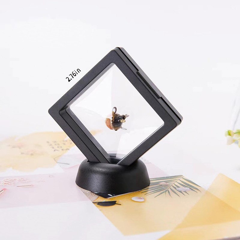 2-Pack Shark Tooth Holder | Sealed Display Case for Shark