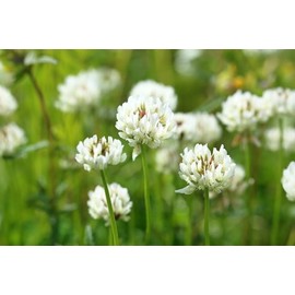 White Dutch Clover Seed Flowering Seeds for Wildlife Food Plots & Soil Erosion Control 1 Lb