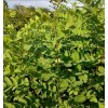 Interwoven Nursery Black Locust Seeds ~200 (Robinia pseudoacacia) Easy to