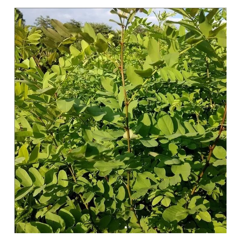 Interwoven Nursery Black Locust Seeds ~200 (Robinia pseudoacacia) Easy to