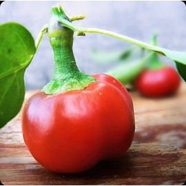 RAISE ME UP: Seeds Red Hot Cherry Pepper Chili Non GMO Heirloom