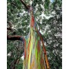 Buy Rare Seeds Eucalyptus deglupta | Rainbow-Eucaly