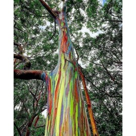 Buy Rare Seeds Eucalyptus deglupta | Rainbow-Eucaly
