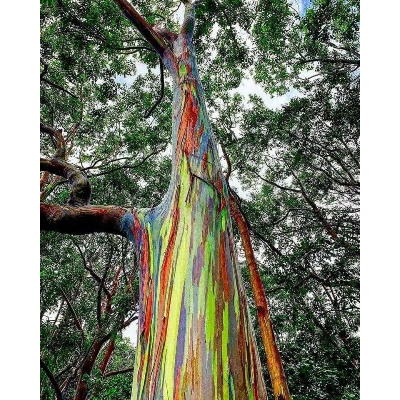 Buy Rare Seeds Eucalyptus deglupta | Rainbow-Eucaly