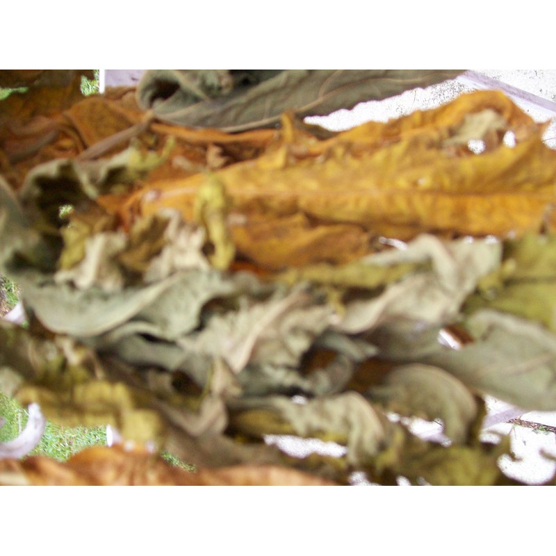 Papaya Leaf 10 Whole -Dried Organic -Pure-home Grown-10 Leaves-organic Papaya