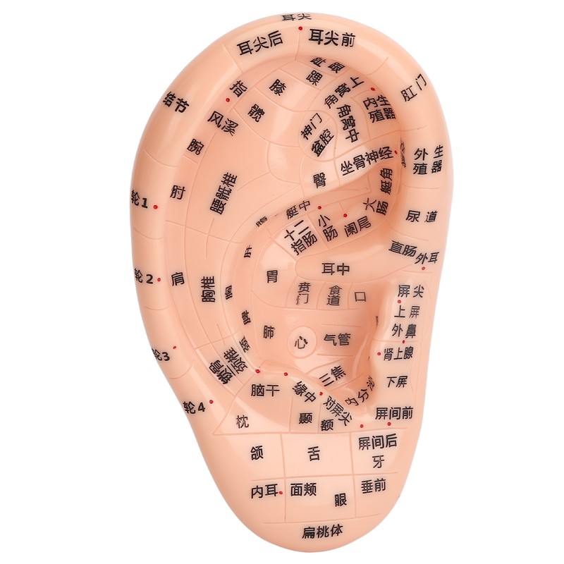 Ear Sticker Acupuncture Kit 600pcs Ear Massage Sticker Acupuncture Model