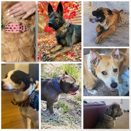 The Mighty Large Spiked Studded Dog Collar - Protect Your Dog's Neck from Bites, Durable & Stylish, for Large Dogs (Black, L)
