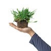 SodPods St Augustine ProVista Grass Plug Tray (16-Pack)