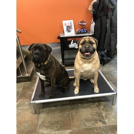 Kuranda Dog Bed - Chewproof - All Aluminum (Silver) - Indoor/Outdoor - Elevated - Bite Proof - Easy to Clean - Dries Quickly - Heavy Duty Vinyl Fabric