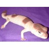 AAA African Fat Tailed Gecko Replica - AAA